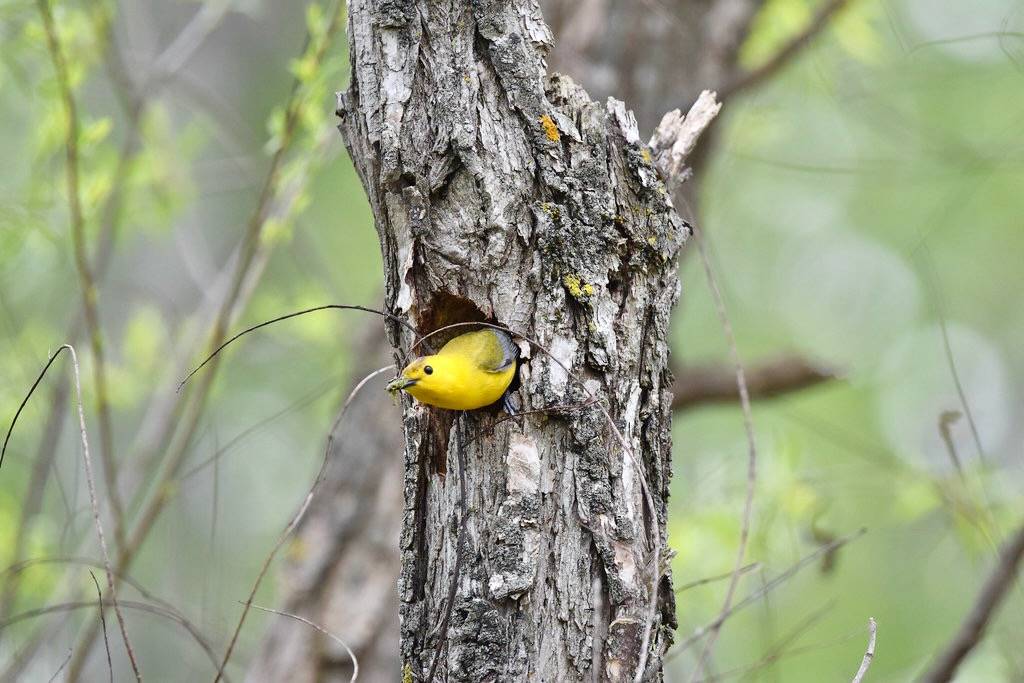 Prothonotary Warbler by Wildreturn is licensed under CC BY 2.0.